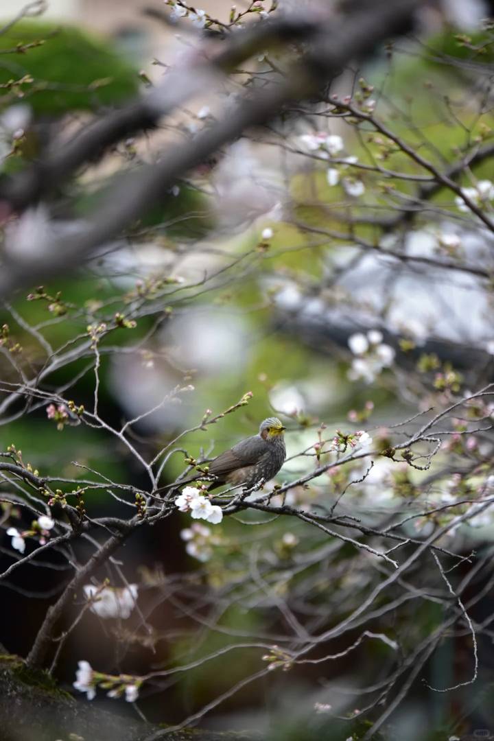 Best Cherry Blossom Spots in Osaka | Carpe Diem Travel Guide & Spring Itinerary