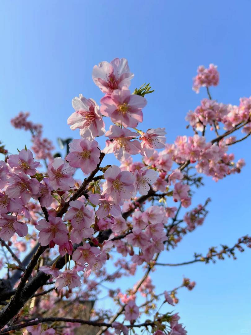 Best Spots to See Kawazu Cherry Blossoms in Fukuoka City 2025 - Full Bloom Guide 🌸