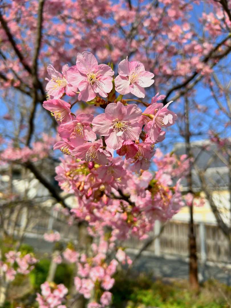 Best Spots to See Kawazu Cherry Blossoms in Fukuoka City 2025 - Full Bloom Guide 🌸