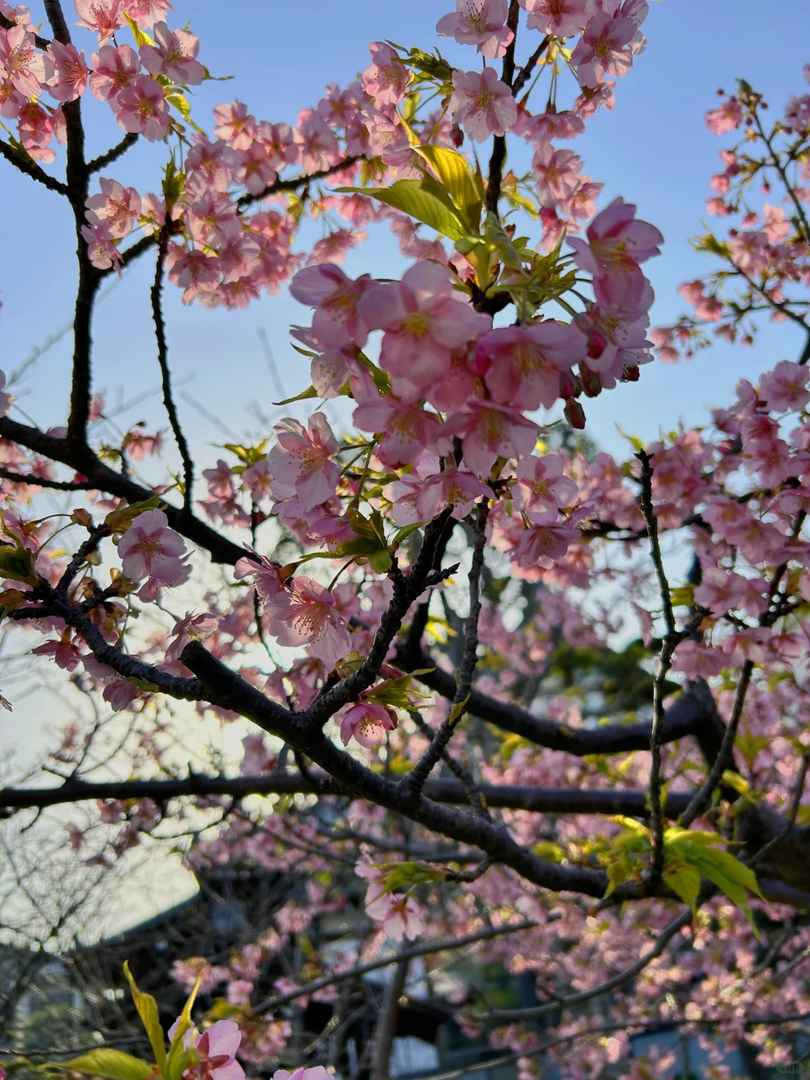 Best Spots to See Kawazu Cherry Blossoms in Fukuoka City 2025 - Full Bloom Guide 🌸