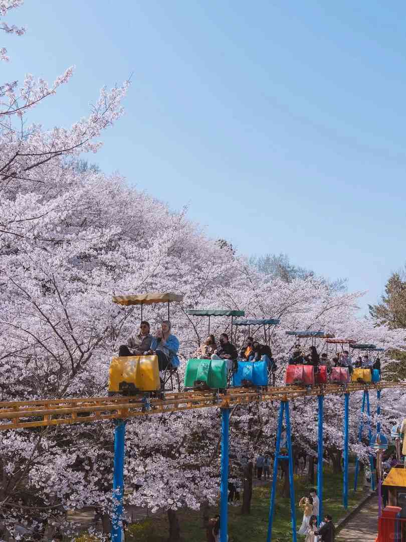 Busan Cherry Blossom Season Guide: Best Spots to See Sakura by the Sea in Korea