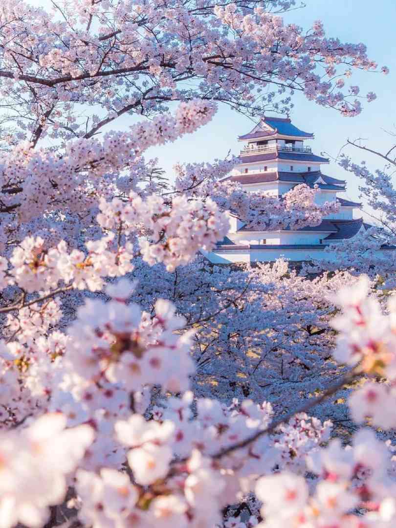 Japan Cherry Blossom Guide: Best Spots & Tips for Your Dream Sakura Trip