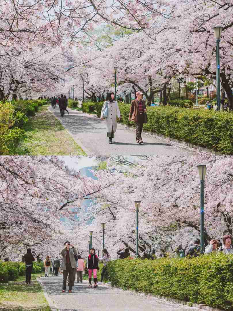 Osaka Mint Bureau Cherry Blossoms: Ultimate Viewing Guide & Reservation Tips for Best Blooms
