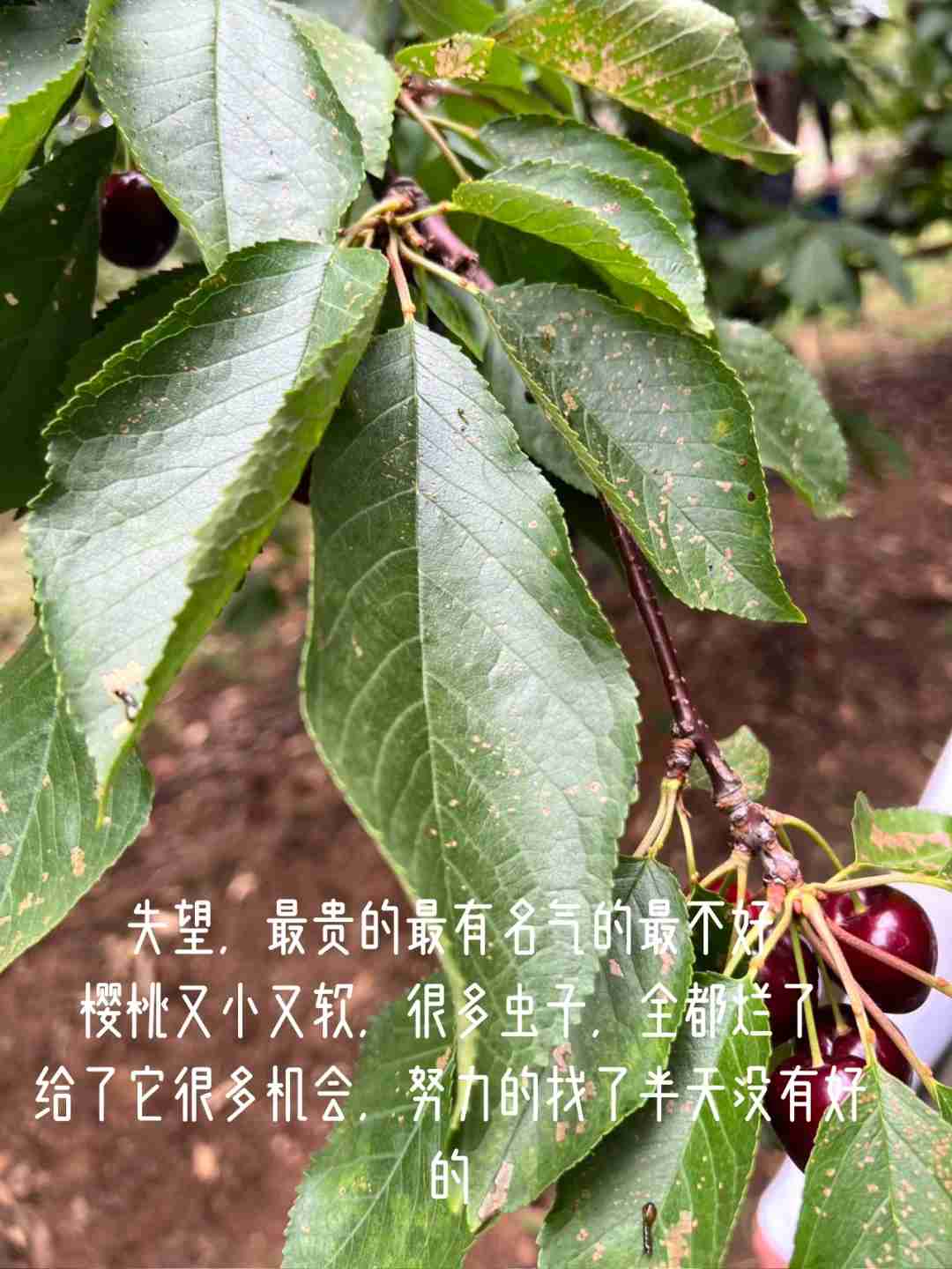Обзор фермы вишни в Аделаиде: Лучшие сорта и опыт дегустации 🍒