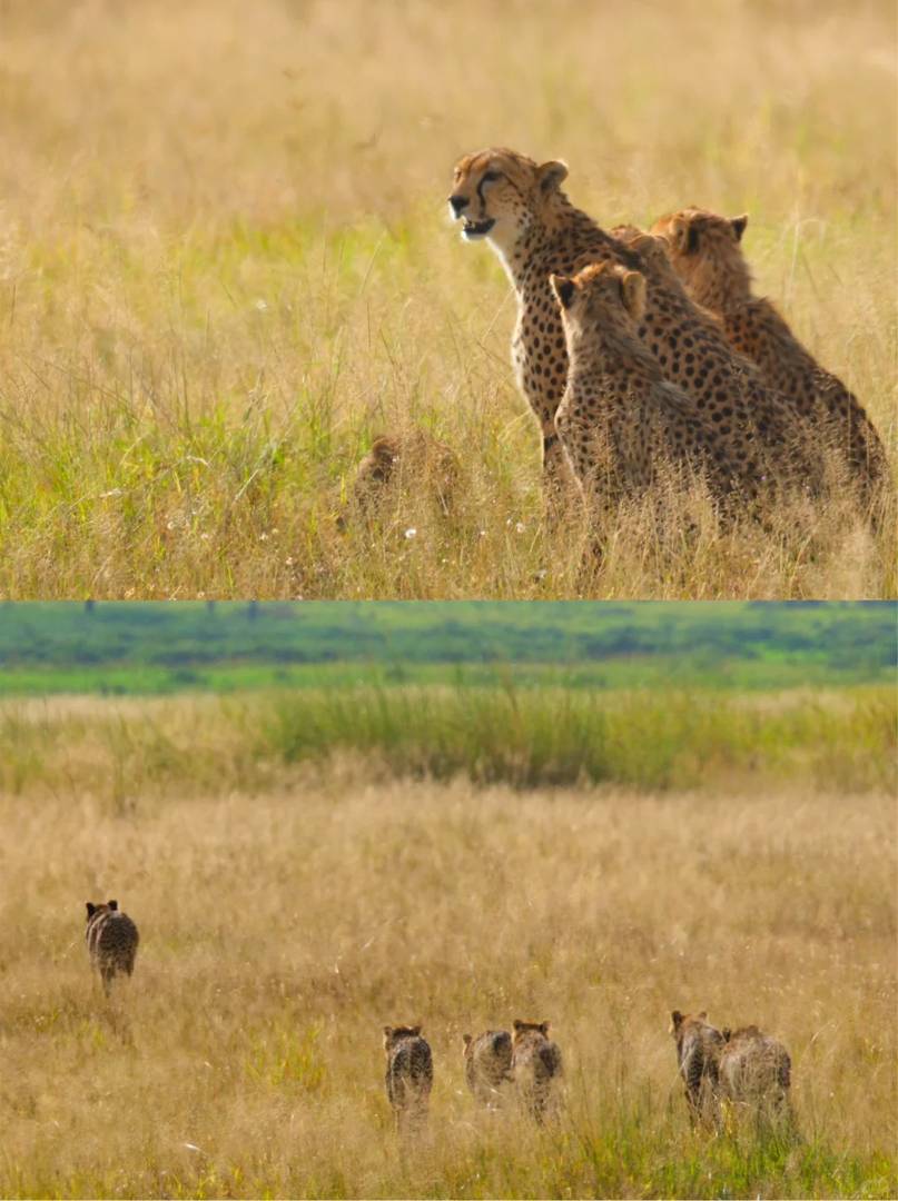 Affordable Africa Travel Guide: How to Explore Safaris & Adventures Under $5,000