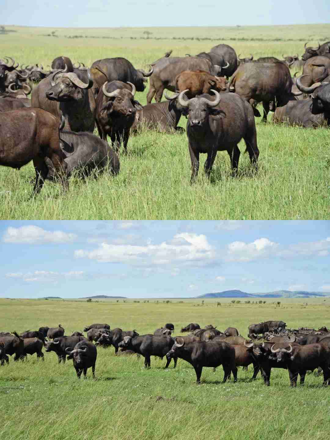 Affordable Kenyan 🇰🇪 Savanna Safari Adventures: Discover Exotic Wildlife on a Budget