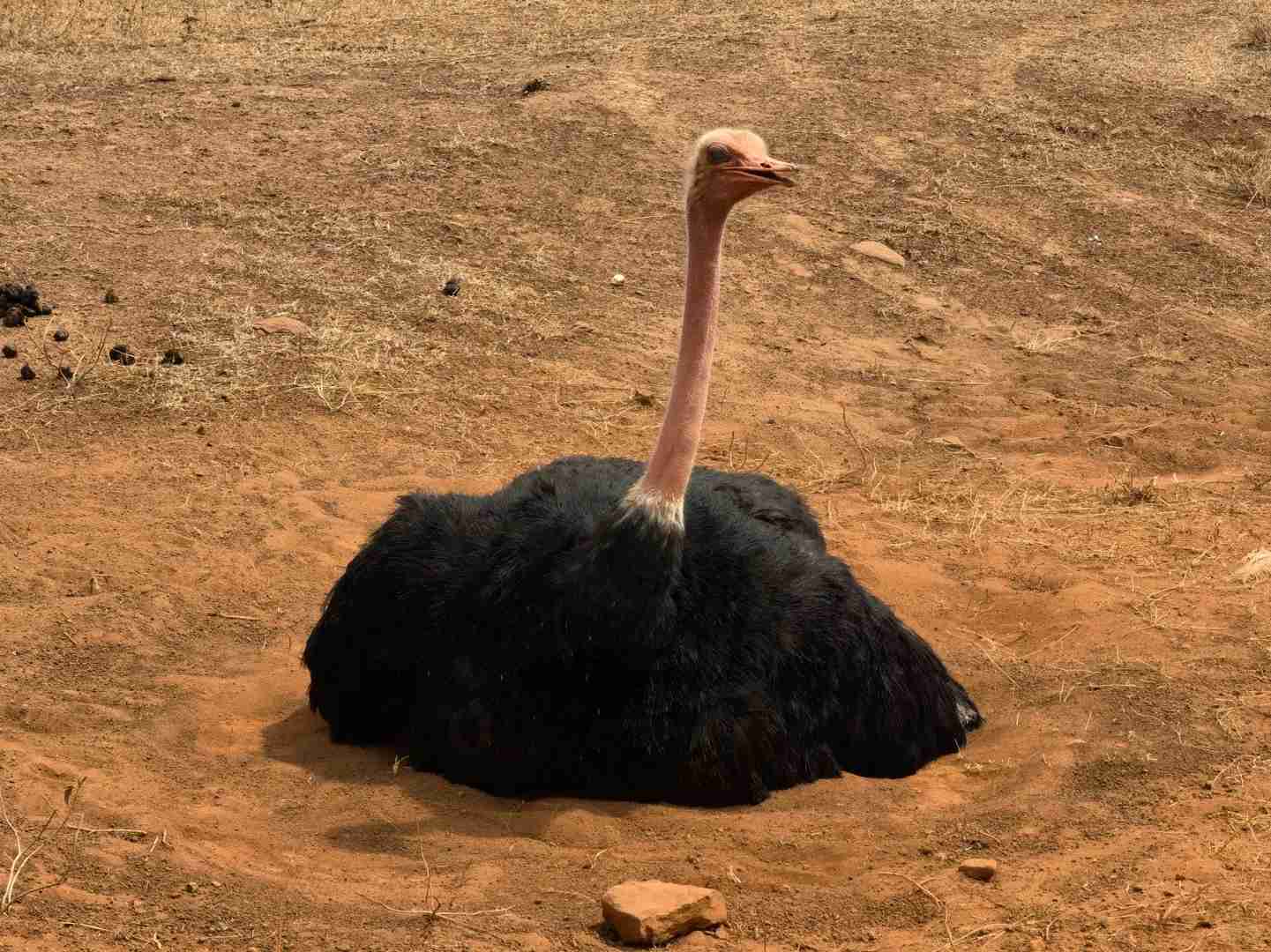Affordable Nairobi National Park Half-Day Safari: Budget-Friendly Adventure for Backpackers