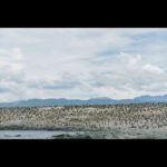Affordable Penguin Watching in Ushuaia: A Cost-Effective Alternative to Antarctica Trip