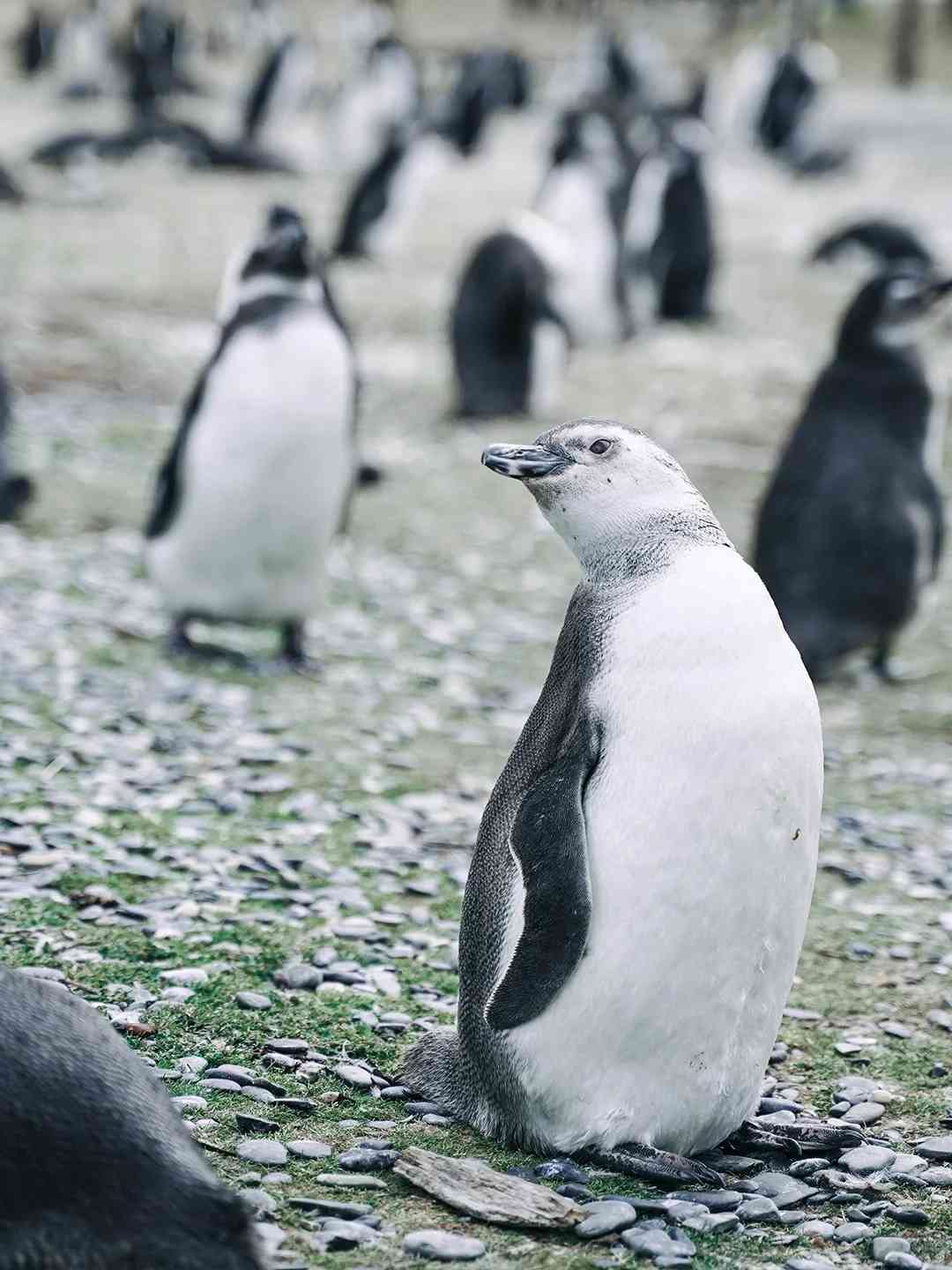 Affordable Penguin Watching in Ushuaia: A Cost-Effective Alternative to Antarctica Trip