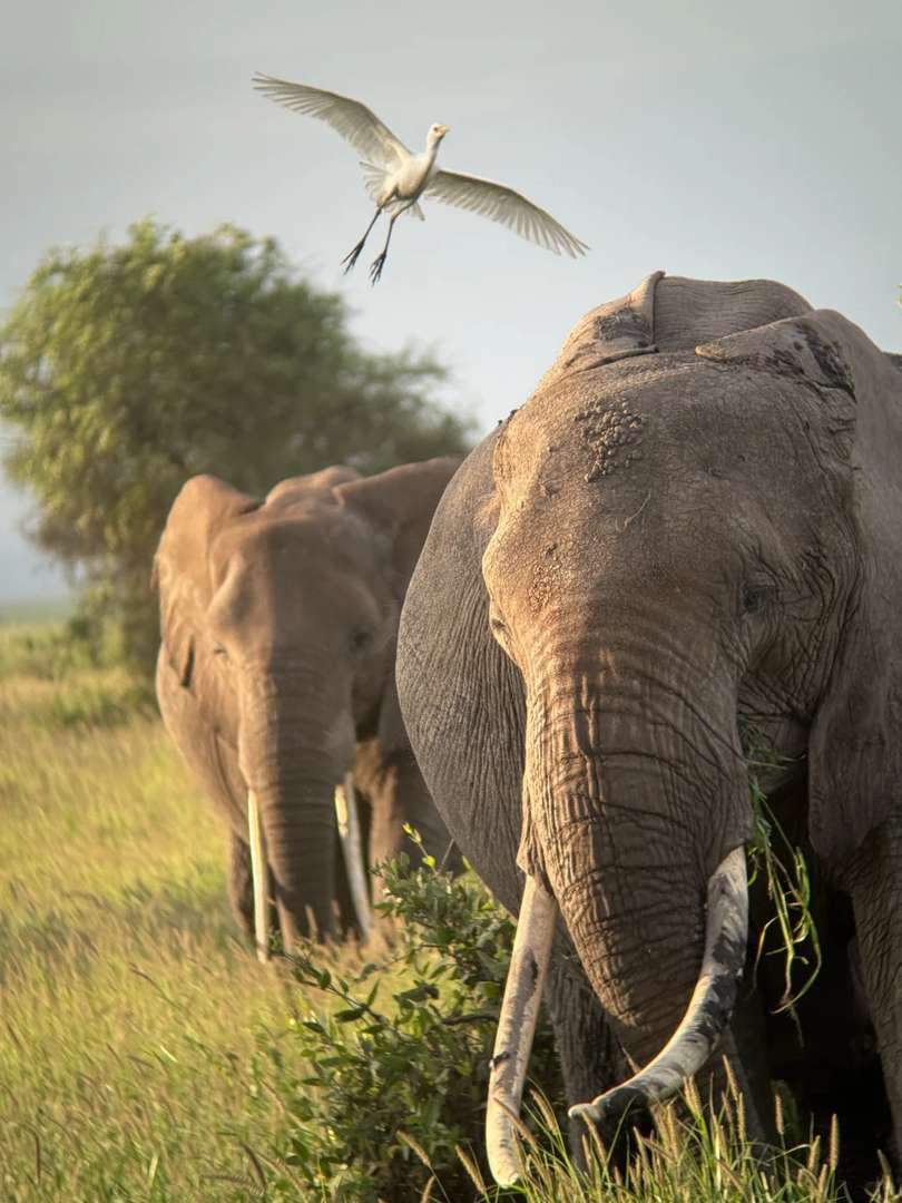 Amboseli National Park Safari Guide: Witness the Roof of Africa in Motion