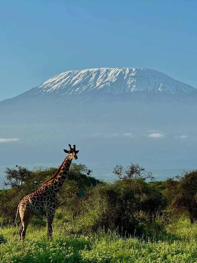Amboseli National Park Safari Guide: Witness the Roof of Africa in Motion