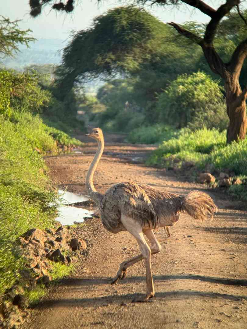 Amboseli National Park Safari Guide: Witness the Roof of Africa in Motion