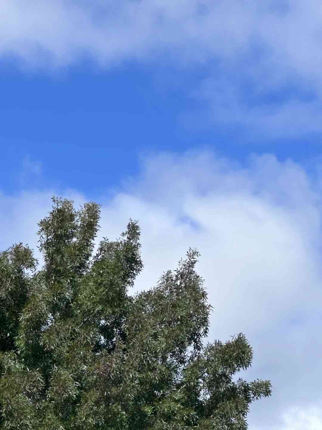 Wettervorhersage für Auckland am 14. April 2025: Was Sie Erwarten kann ☀️