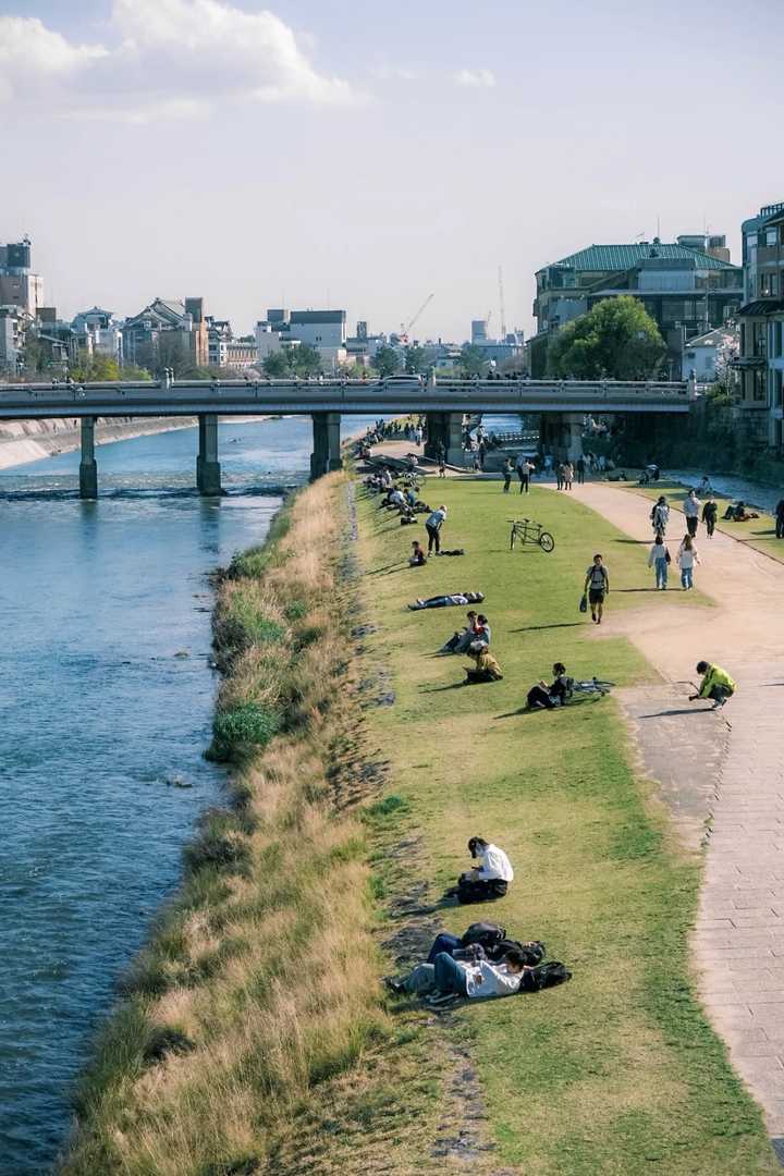 Best Kyoto Cherry Blossom Bike Tour: Affordable Kamo River Cycling Guide & Tips