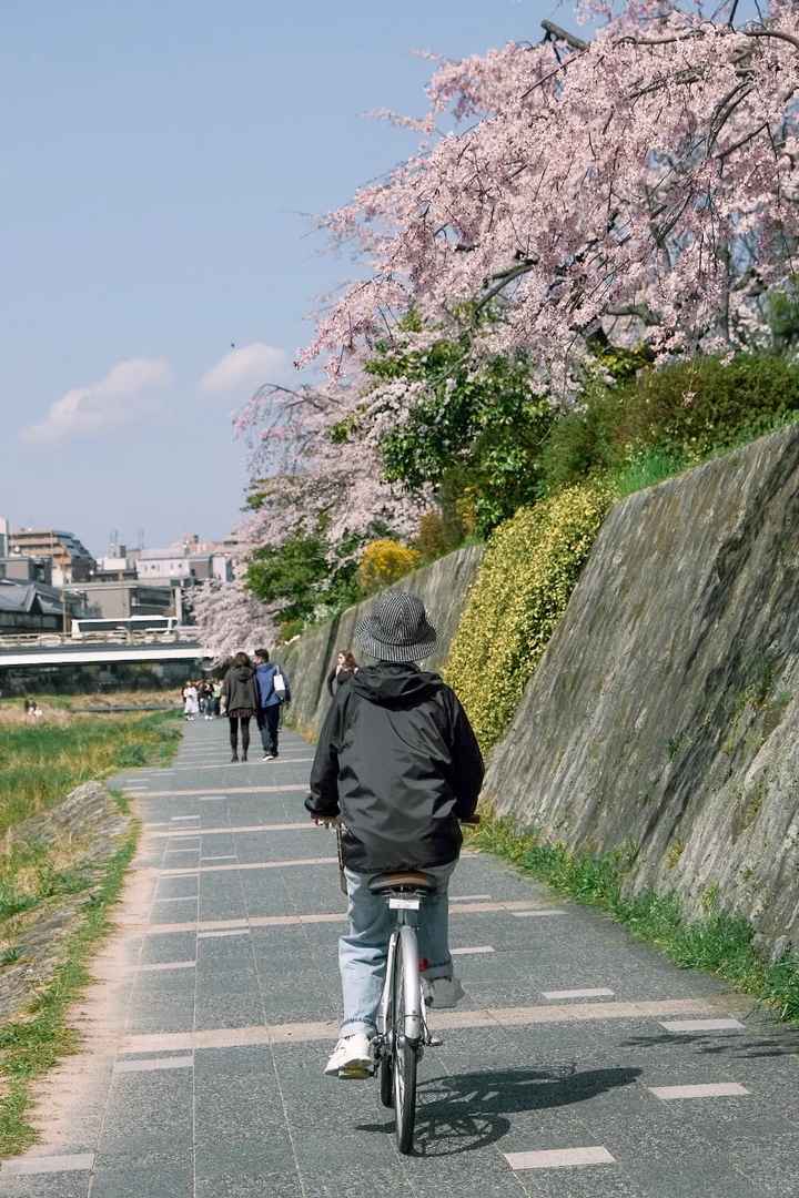 Best Kyoto Cherry Blossom Bike Tour: Affordable Kamo River Cycling Guide & Tips