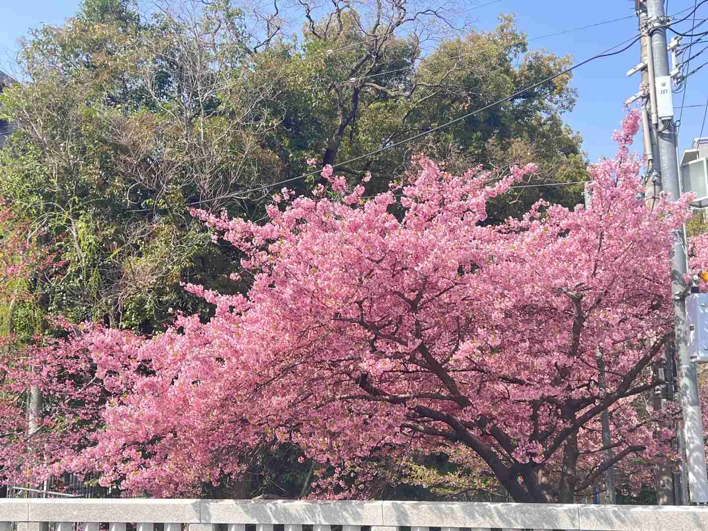 Best Kyoto Cherry Blossom Day Trip Guide 2025: March 26 Itinerary & Viewing Spots
