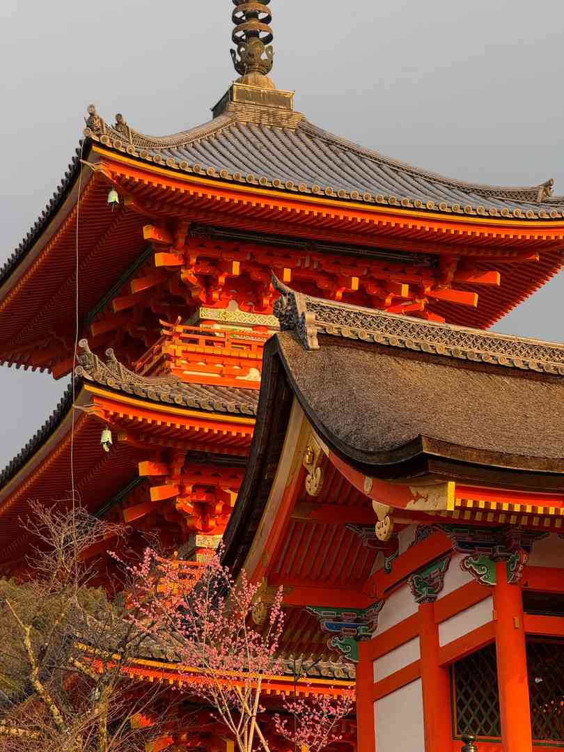 Best Kyoto Cherry Blossom Spots & Crowd Report for March 24th Travelers 🌸
