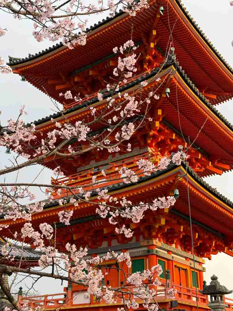 Best Kyoto Cherry Blossom Spots & Crowd Report for March 24th Travelers 🌸
