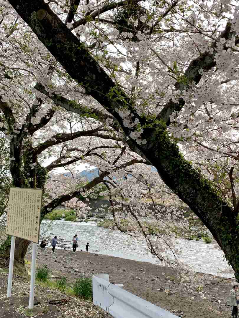 Best Spots to Enjoy Cherry Blossoms Under Mount Fuji - Scenic Viewing Guide 🌸🗻