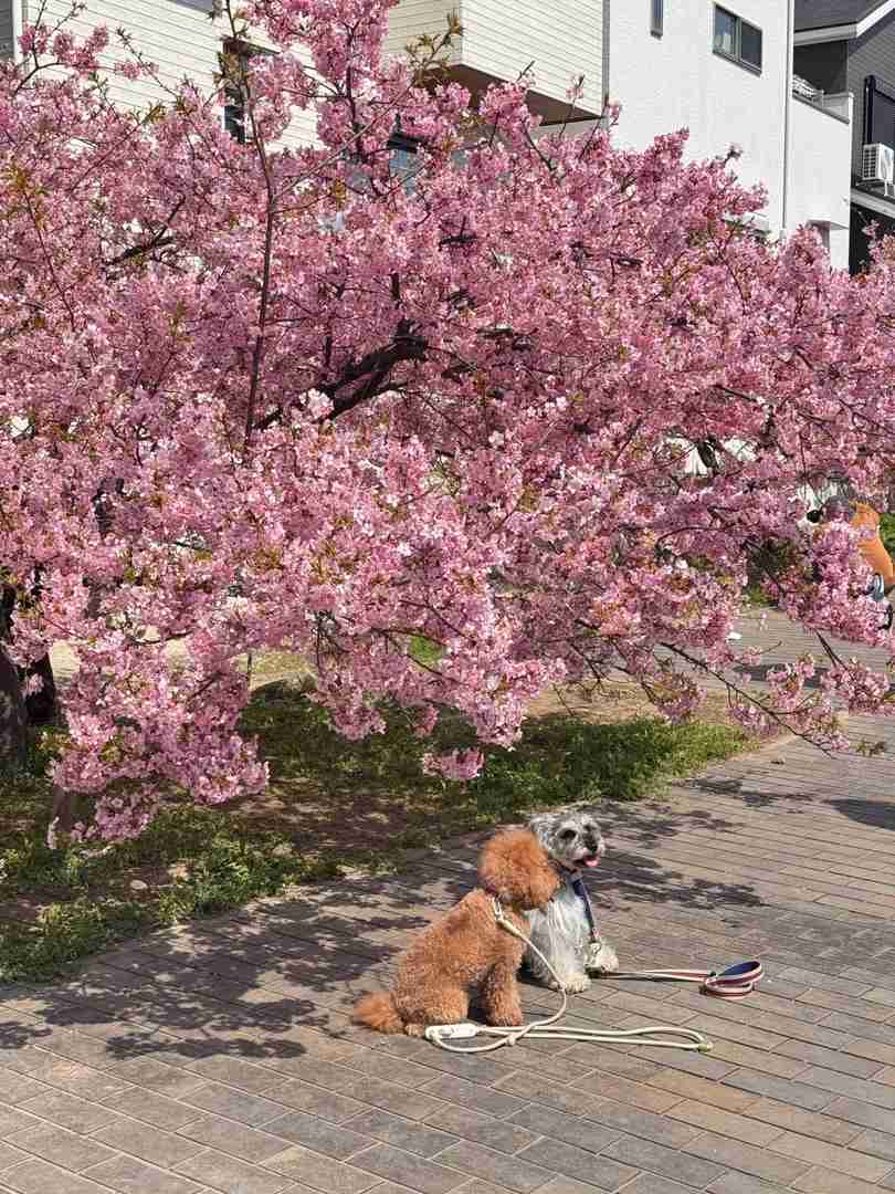 Best Time to See Kyoto Cherry Blossoms: A Sunny Spring Bike Tour Guide