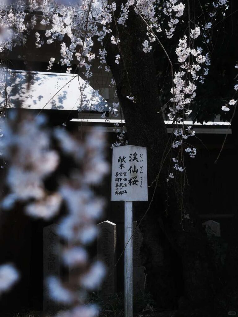 Best Time to See Kyoto Cherry Blossoms: Ultimate 2025 Sakura Viewing Guide 🌸
