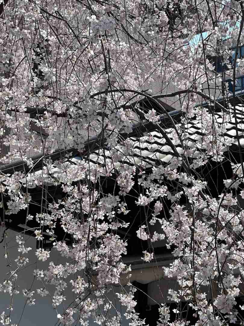 Best Time to See Rokkakudo Temple's Stunning Weeping Cherry Blossoms in Kyoto Guide