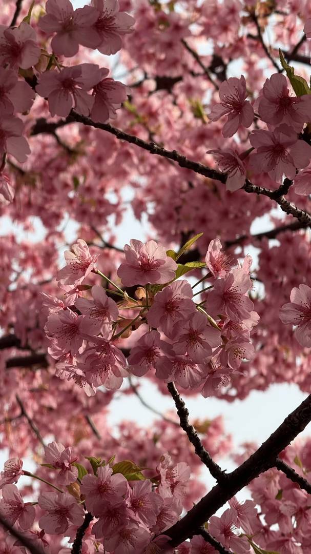 Best Time to See Yodomizu Road Kawazu Cherry Blossoms in Kyoto | 2025 Blooming Guide
