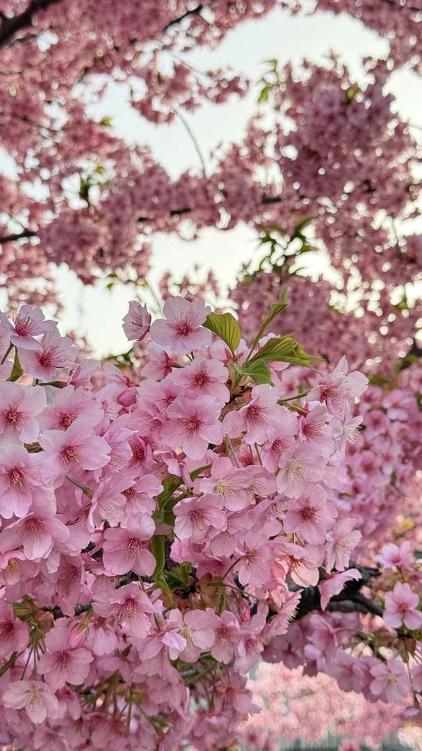 Best Time to See Yodomizu Road Kawazu Cherry Blossoms in Kyoto | 2025 Blooming Guide