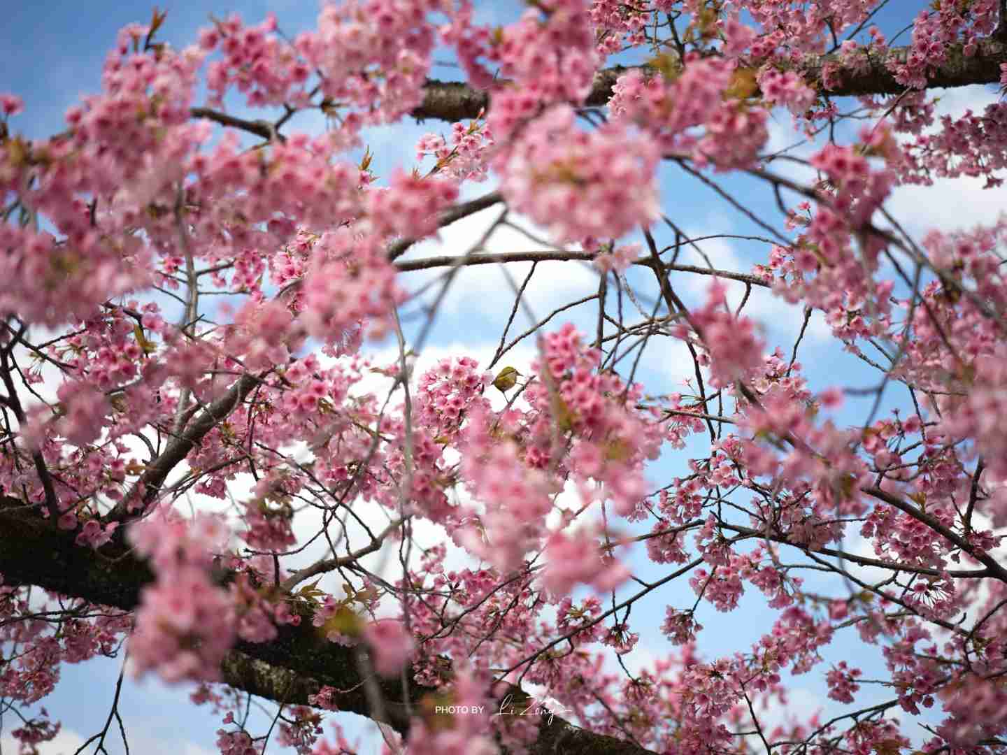 Best Time to Visit Kyoto's Kiyomizu-dera Temple in March 2025 | Travel Guide