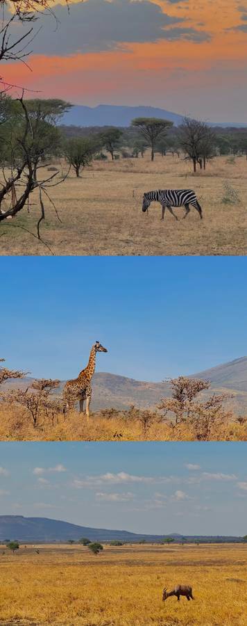 Best Time to Visit Tanzania in Late August: Wildlife Safaris & Great Migration Guide 🦒🦓🐆🐘