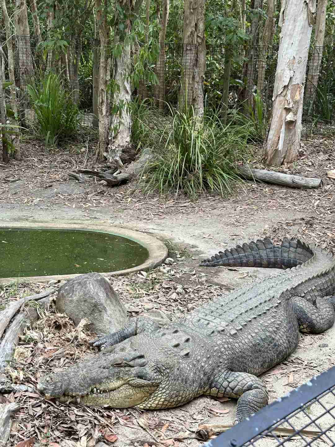 Cairns Koala Holding Guide: Tips to Avoid Mistakes & Enjoy Crocodile Park in One Day