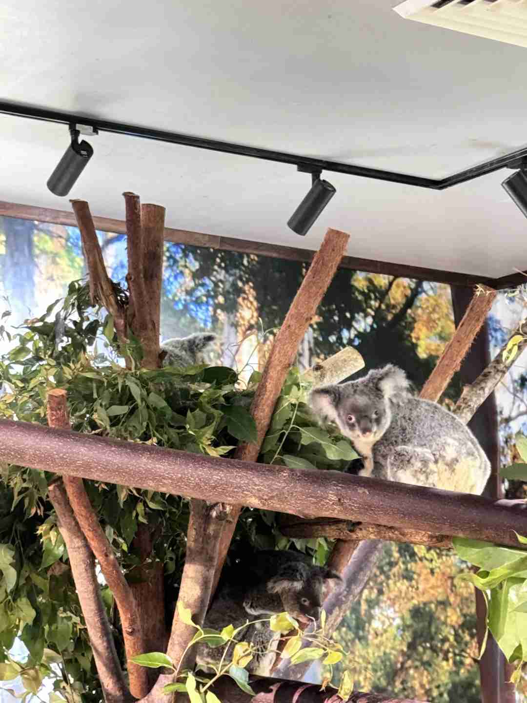 Cairns Vacation Review: Nice but Unlikely to Return