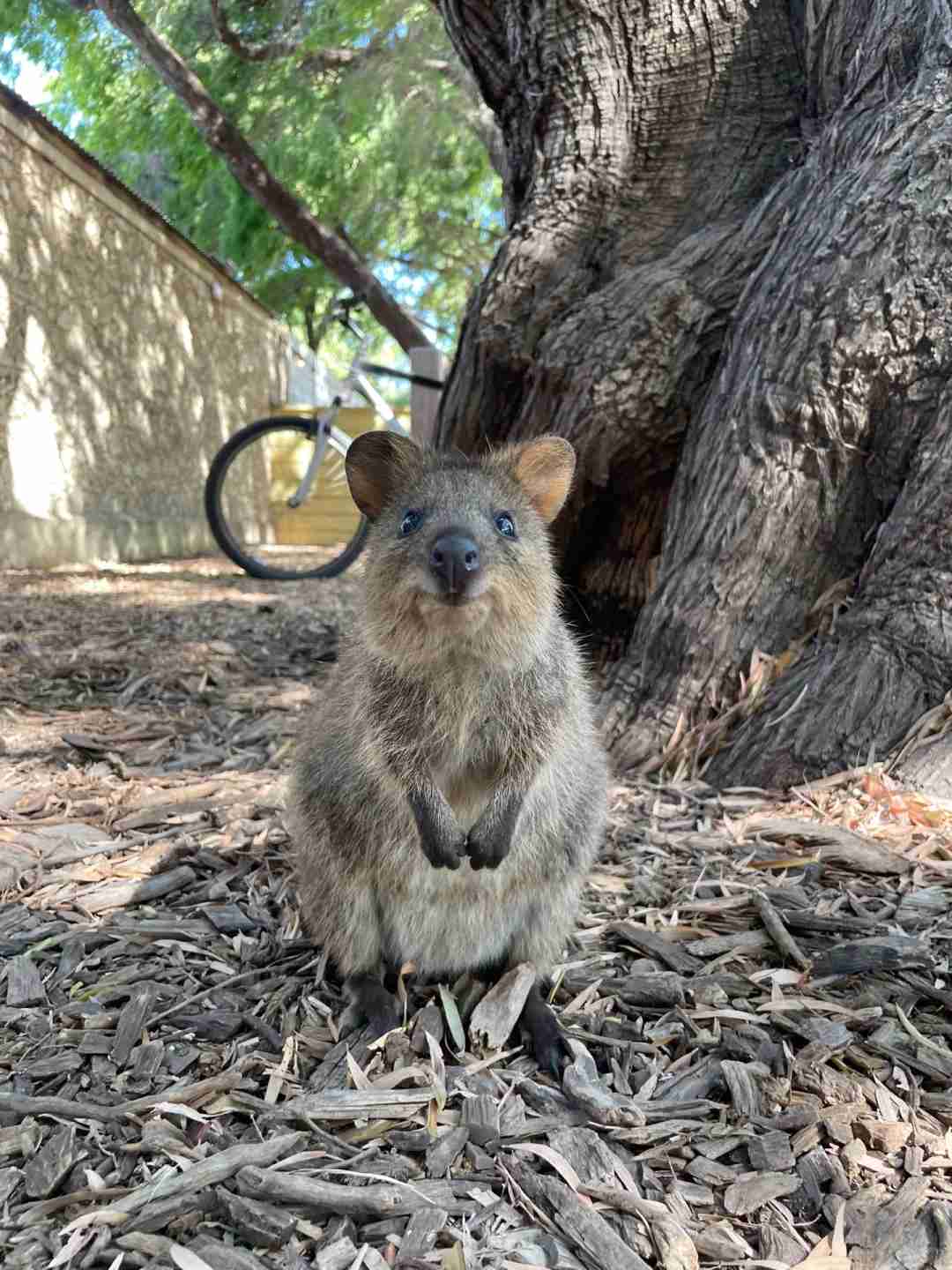 Situação Atual na Austrália Ocidental em 28 de março: Como Você Pode Ajudar Localmente 😊