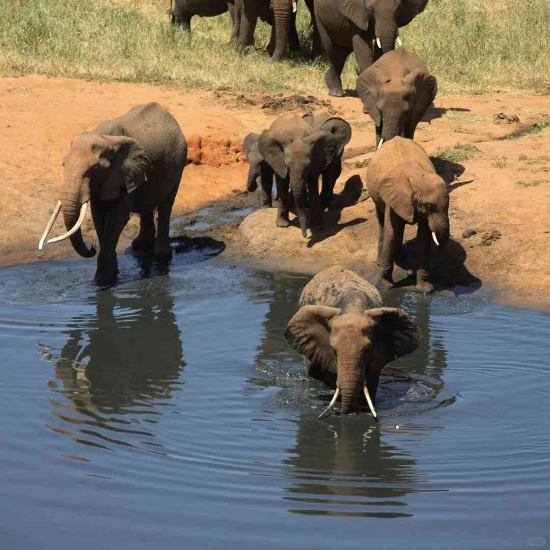 -Day 7-Night Kenya Safari: Ultimate Itinerary for Unforgettable Wildlife Adventure