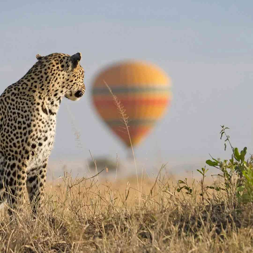 -Day 7-Night Kenya Safari: Ultimate Itinerary for Unforgettable Wildlife Adventure