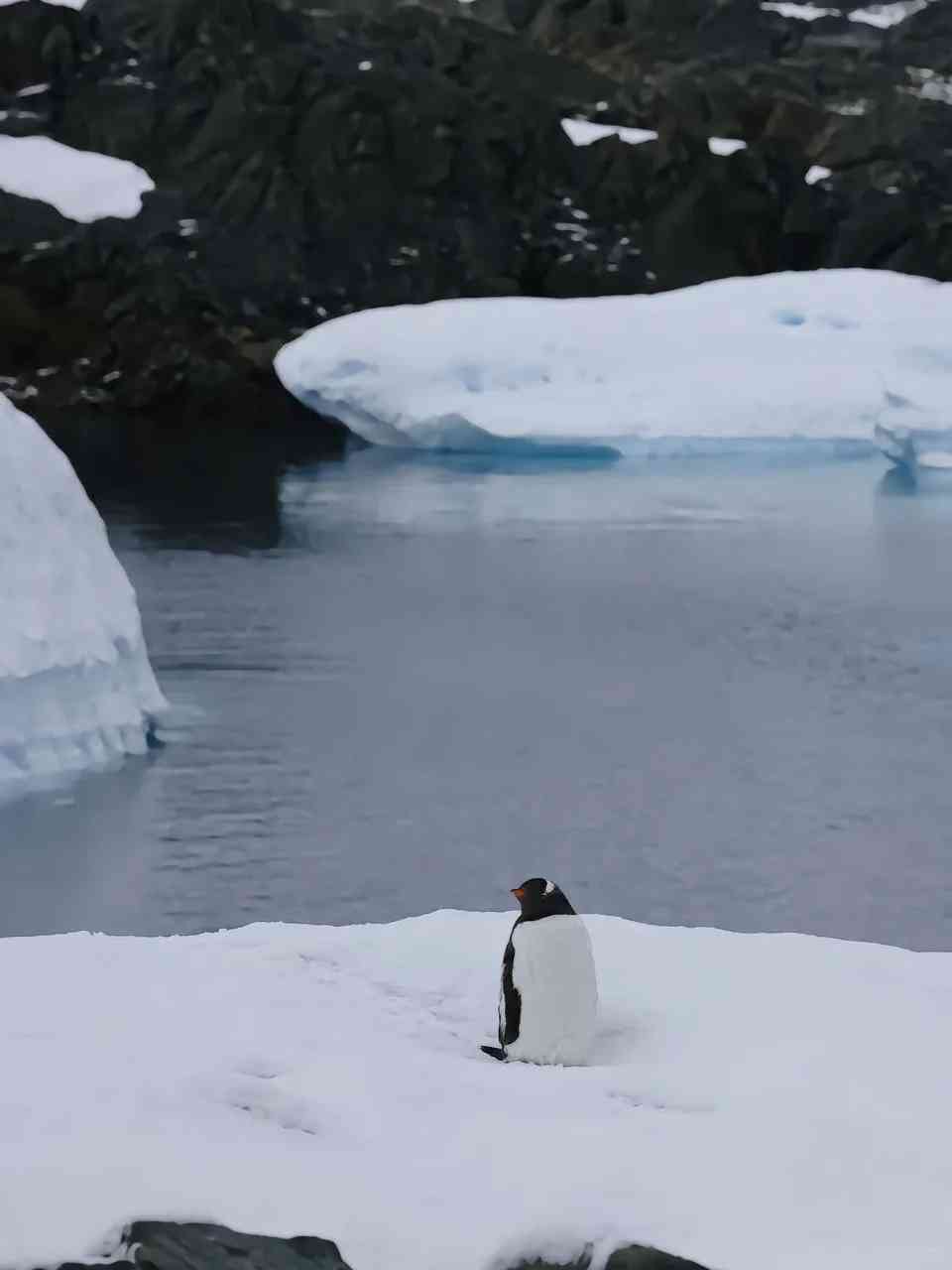 -Day Antarctica and Argentina Adventure: Tips and Must-See Spots