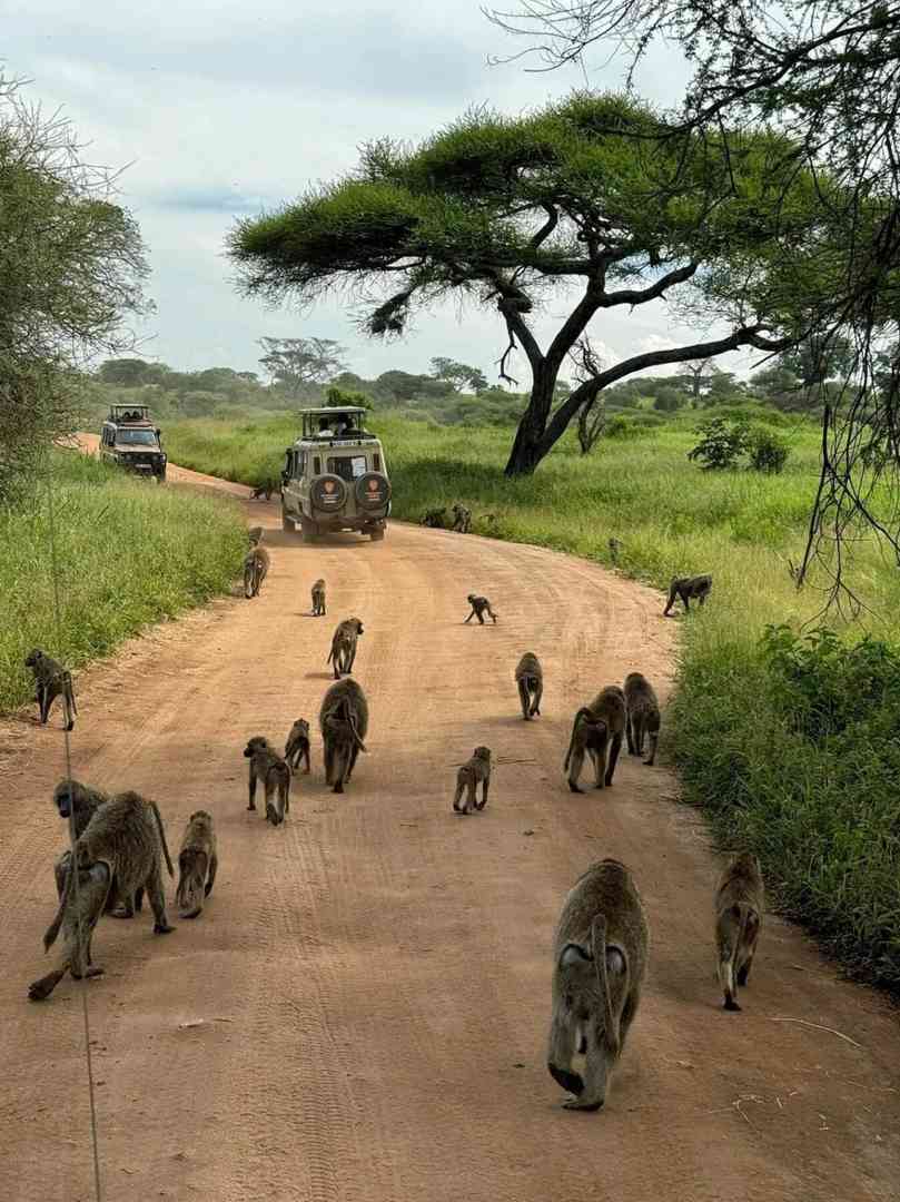 -Day Luxury Safari Adventure in Uganda, Kenya & Tanzania - Exclusive Wildlife Tours