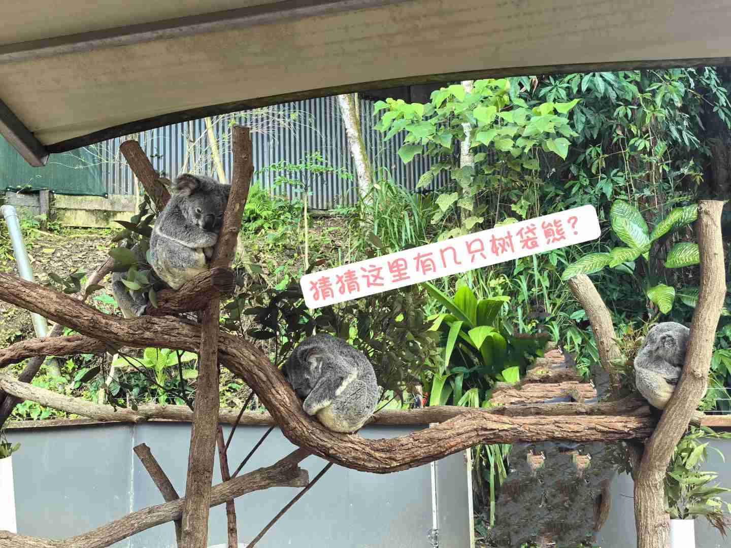 -Day Relaxing Getaway: Explore Cairns' Hidden Gems and Top Attractions