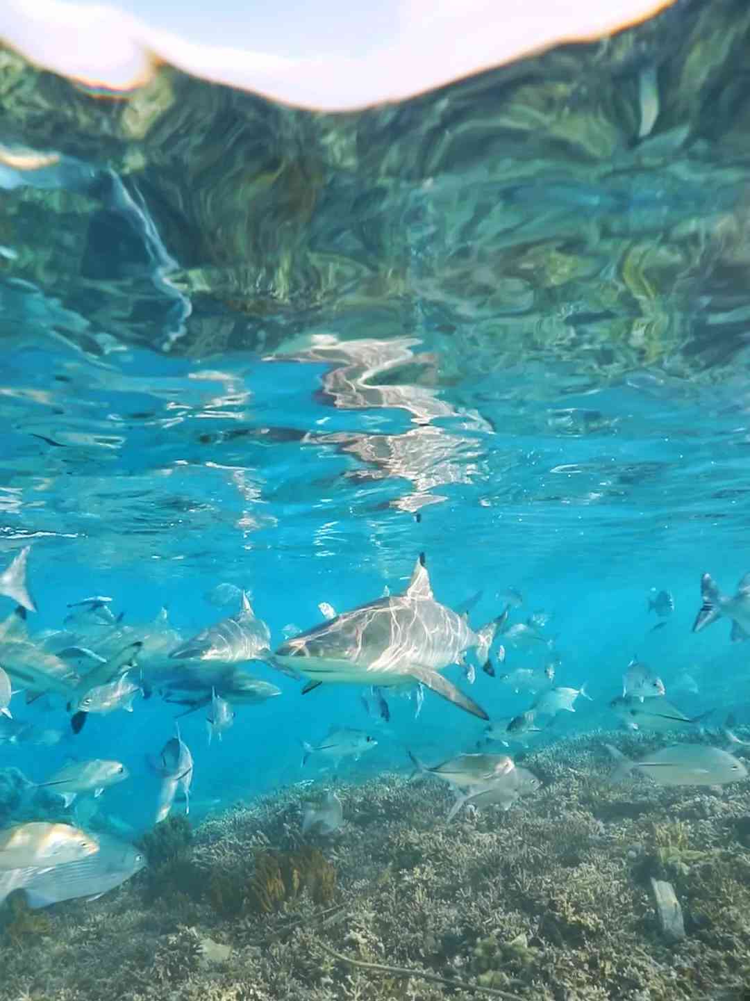 Discover 71% of Earth's Hidden Underwater Beauty: Best Photos for Non-Divers