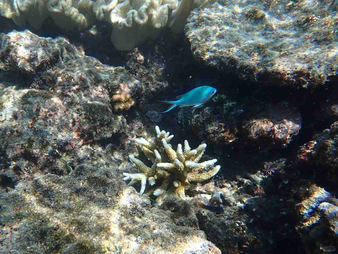 Discover Cairns: Explore the Azure Coral Sea & Tropical Wonders 🪸