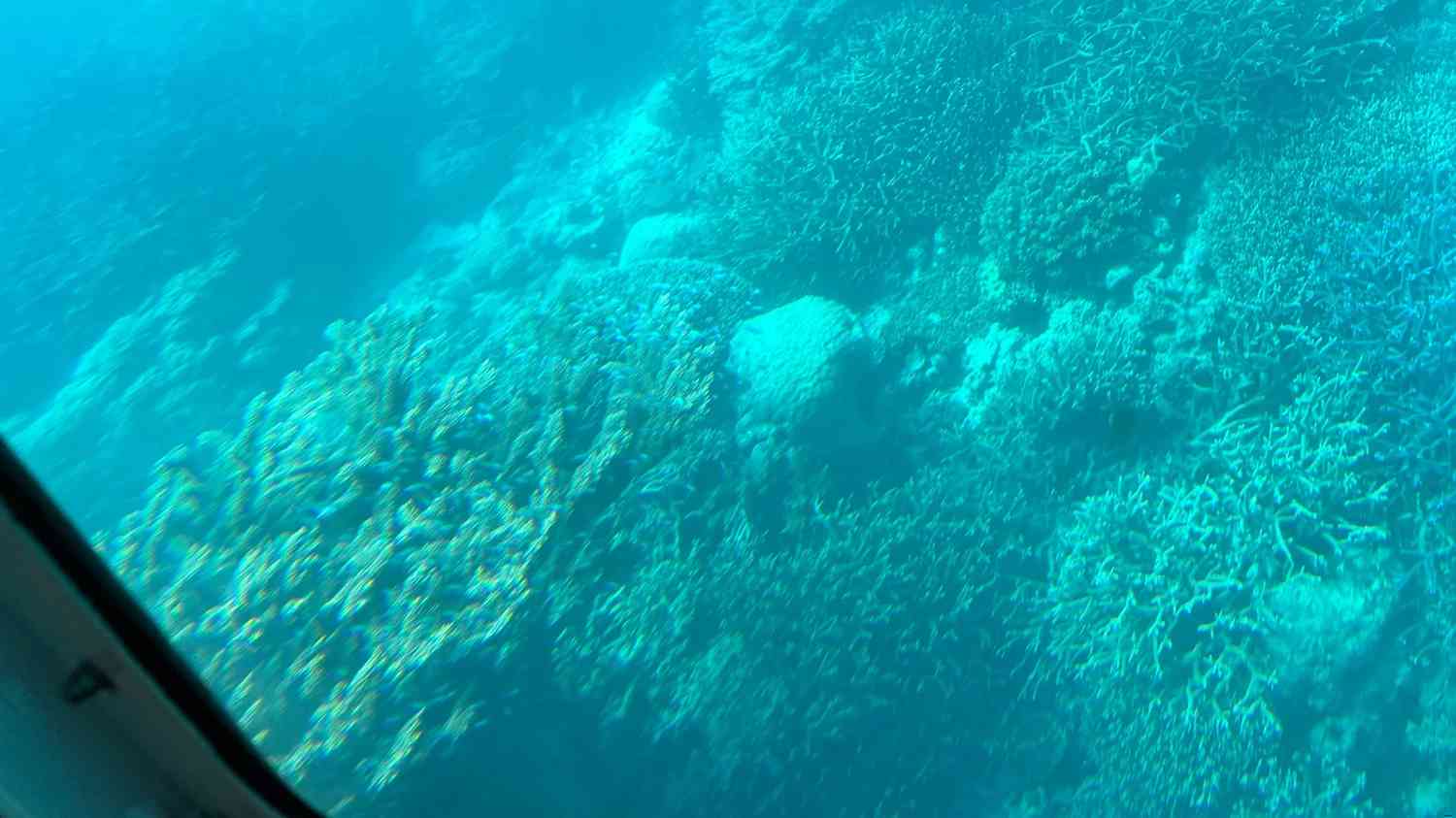 Discover Cairns: Your Daily Guide to Exploring Tropical North Queensland 🦘🇦🇺