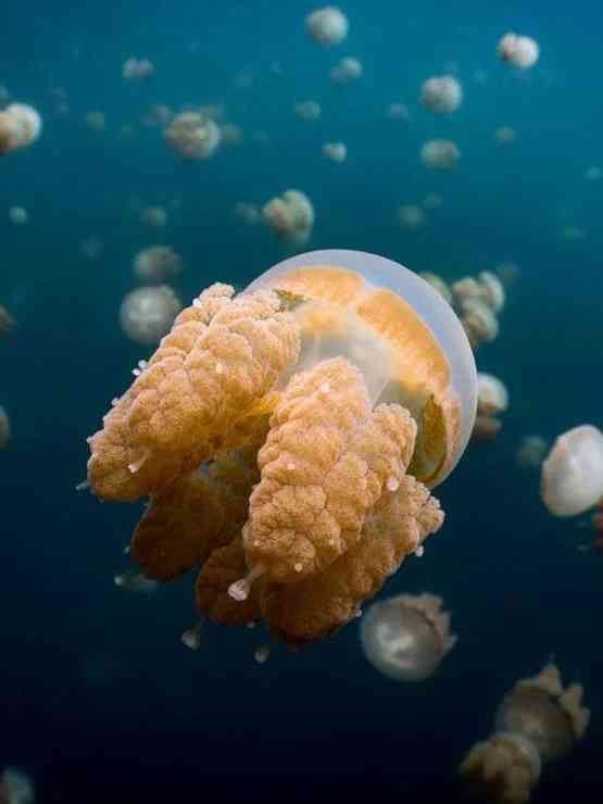 Discover Diving in Raja Ampat: Indonesia’s Hidden Underwater Paradise Over Volcanoes