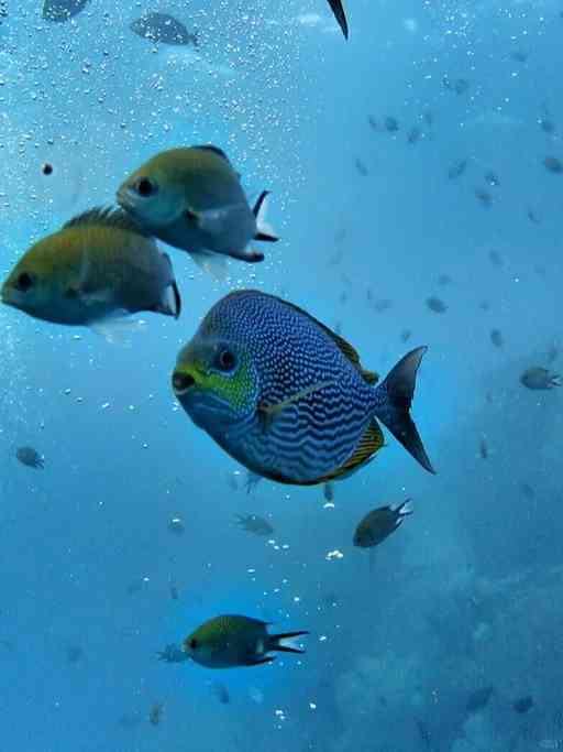 Discover Diving in Raja Ampat: Indonesia's Hidden Underwater Paradise Over Volcanoes