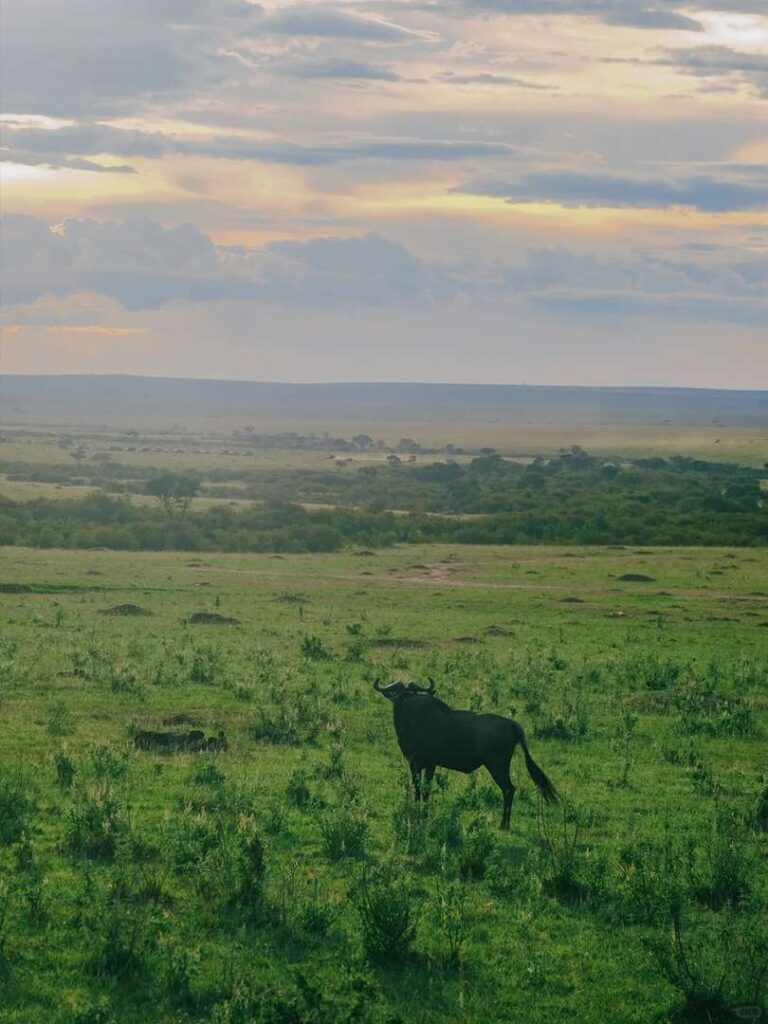 Entdecken Sie Hakuna Matata: den entspannten Lebensstil der Masai Mara Wildlife & Safari Animals