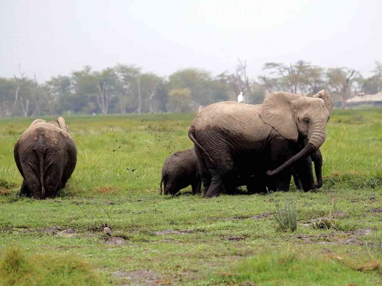 Discover Kenya: Day One Amboseli Safari Adventure & Wildlife Experience