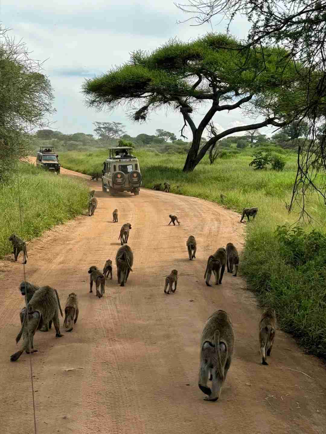 Discover Kenya, Tanzania & Zanzibar: Witness the Epic Great Animal Migration Adventure