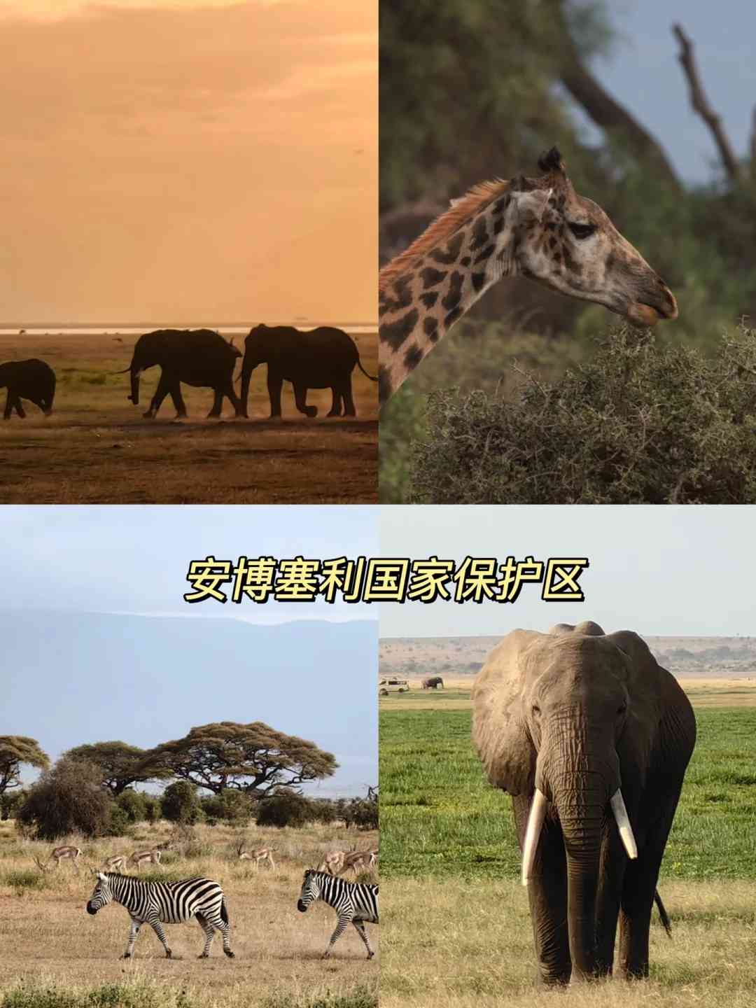 Discover Kenya Tourism: Explore Amboseli National Reserve's Wildlife & Beauty