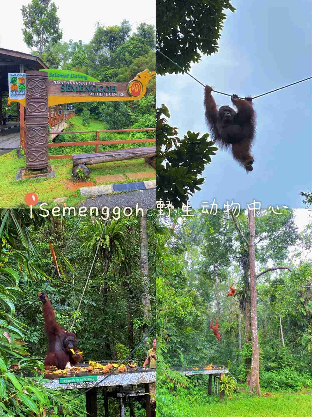 Discover Kuching Cat City: 5 Days 4 Nights Ultimate Sarawak Travel Guide 🇲🇾😻