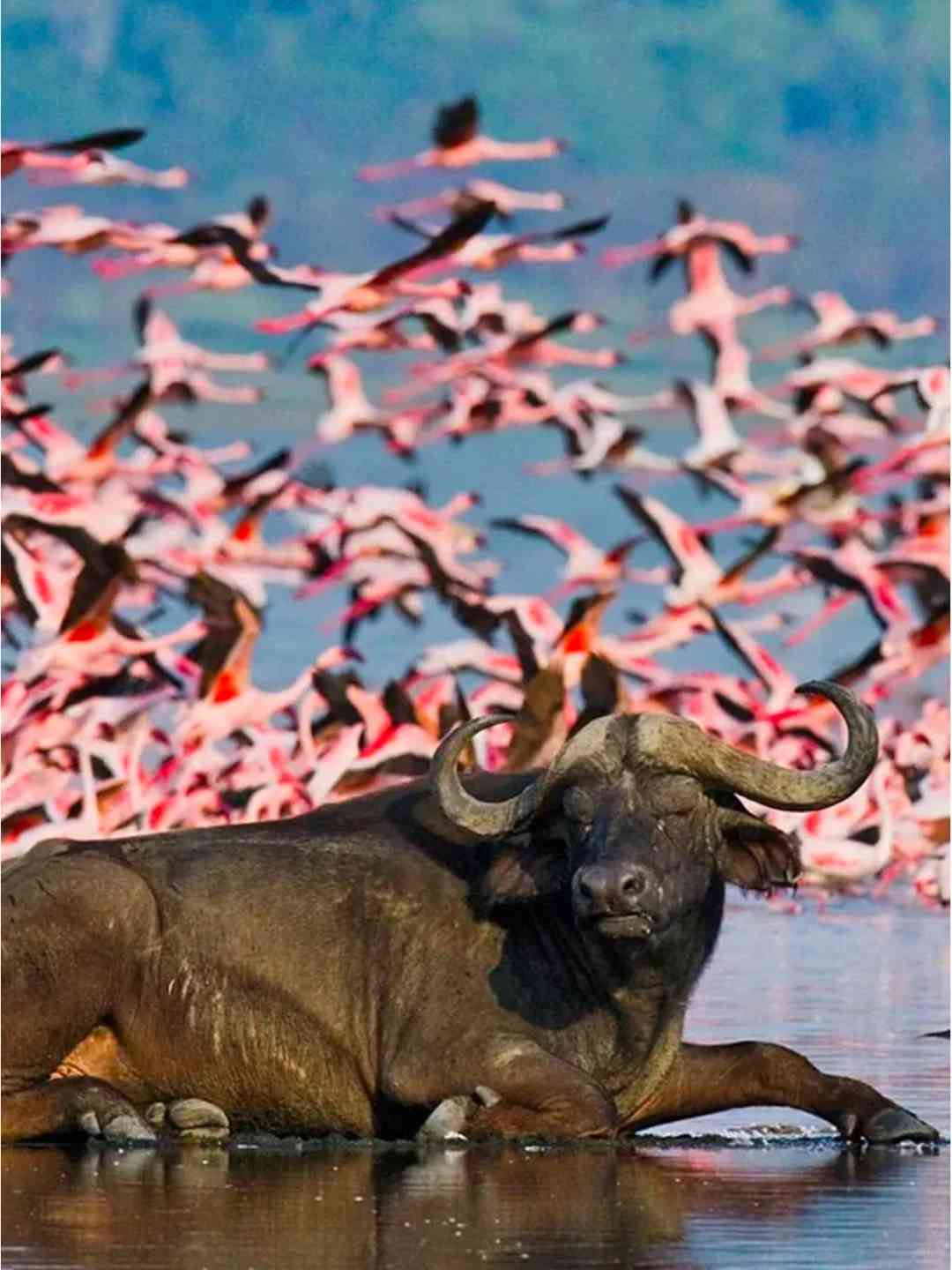Discover Lake Nakuru: 33rd Among the World's 100 Most Stunning Locations