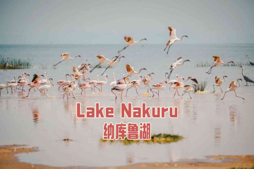 Discover Lake Nakuru: The World’s Greatest Bird Spectacle in Kenya 🇰🇪